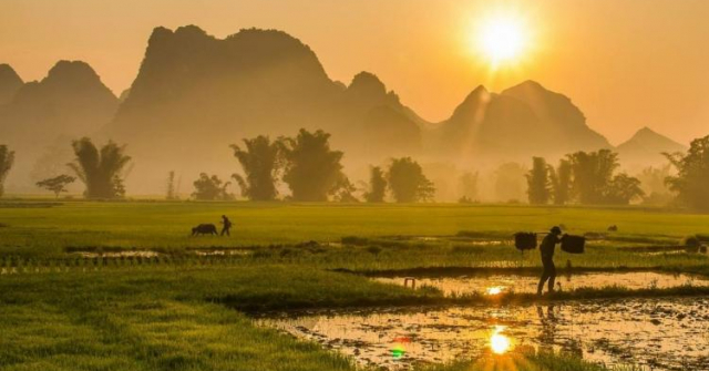 Ngụm chiều vàng óng