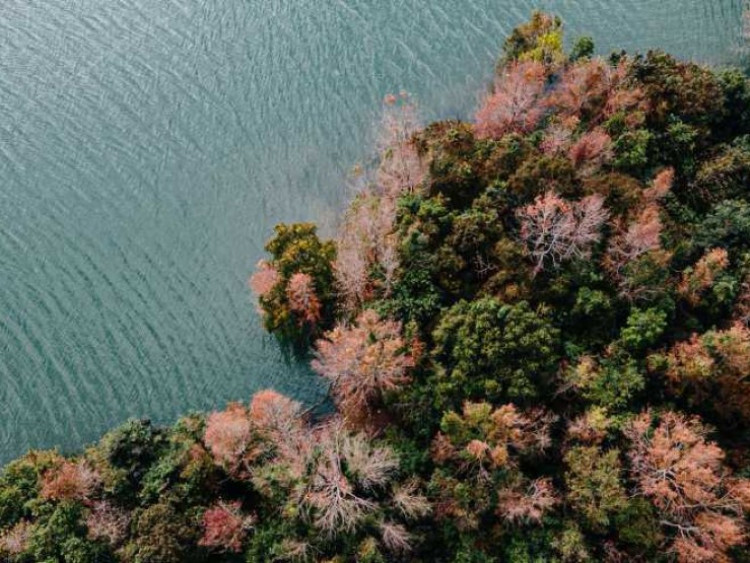 Rừng phong hương Quảng Trị đổi màu đẹp như “trời Âu”