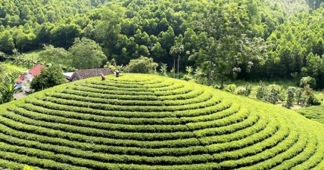 “Hương chè” – Hồn cốt Thái Nguyên trong âm nhạc đương đại