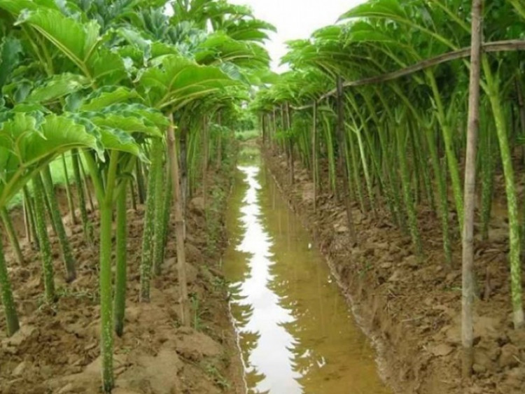 Cây dại cả củ và thân đều là đặc sản, trước không ai biết đến nay hoá “mỏ tiền”, trồng 4 tháng thu hoạch