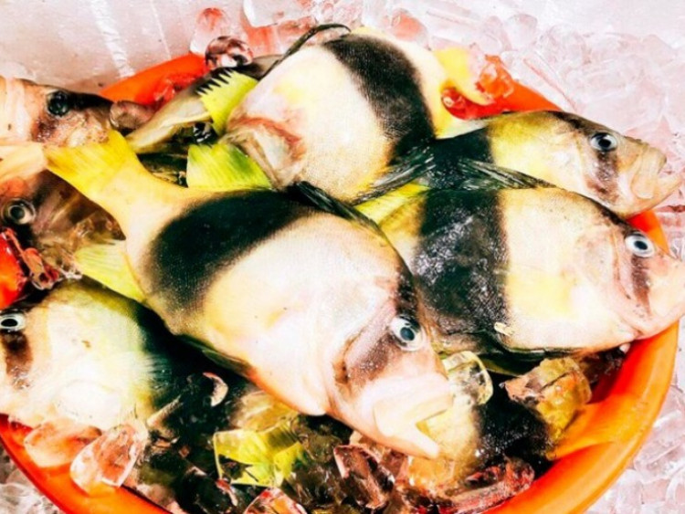 Loại cá ở Việt Nam đẹp như cá cảnh, thịt trắng và thơm ngọt như thịt gà, bán “đắt hàng như tôm tươi”