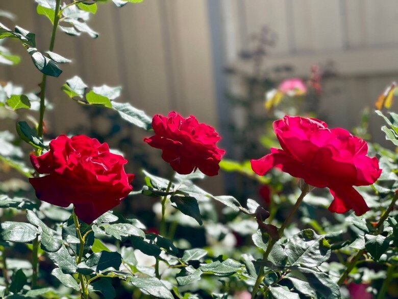 Ngôi nhà ngập tràn hoa trái của diễn viên Diệu Hương, đào - táo ngon ngọt sai lúc lỉu đến mùa thu hoạch - 18