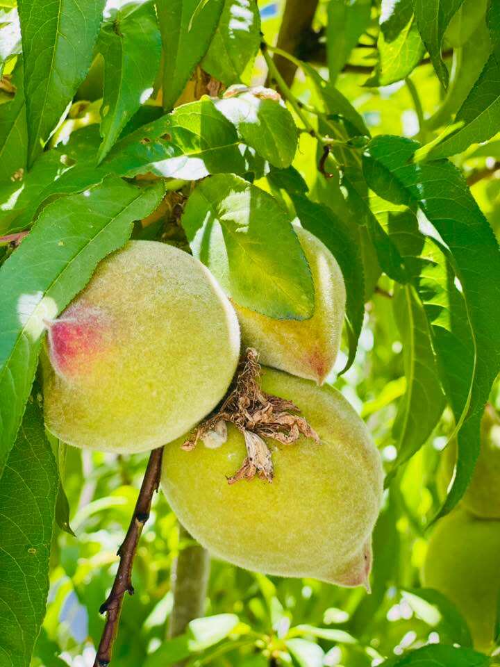 Ngôi nhà ngập tràn hoa trái của diễn viên Diệu Hương, đào - táo ngon ngọt sai lúc lỉu đến mùa thu hoạch - 4