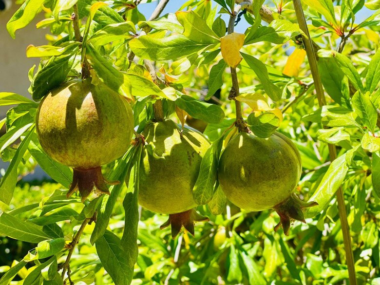 Ngôi nhà ngập tràn hoa trái của diễn viên Diệu Hương, đào - táo ngon ngọt sai lúc lỉu đến mùa thu hoạch - 10