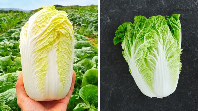 Mua cải thảo nên chọn cây xanh hay trắng, người trồng bật mí "nếu mua nhầm là món ăn mất ngon" - 2